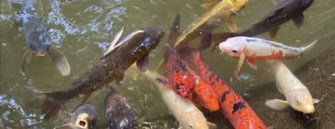 Japanese on sale fish pond